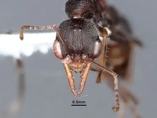 Myrmecia exigua - CASENT0885993