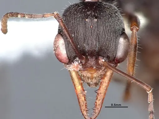 Myrmecia exigua - CASENT0885993