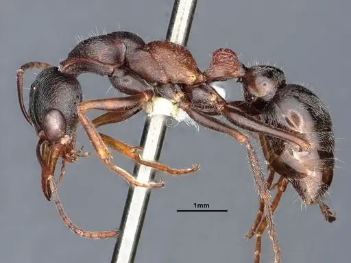 Myrmecia exigua - CASENT0885993