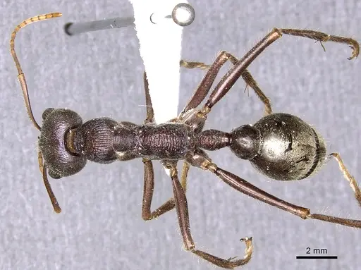 Myrmecia fabricii specimen