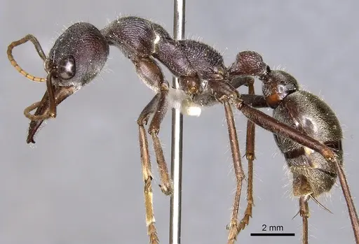 Myrmecia fabricii specimen