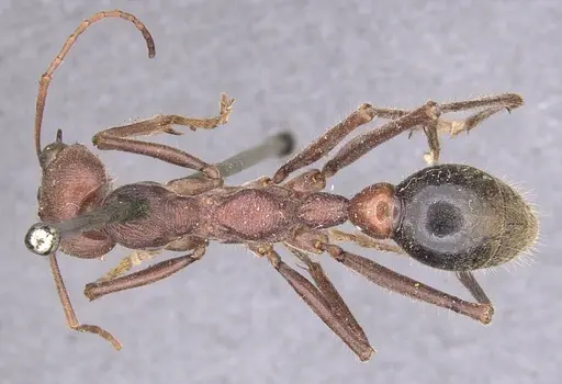 Myrmecia flavicoma specimen