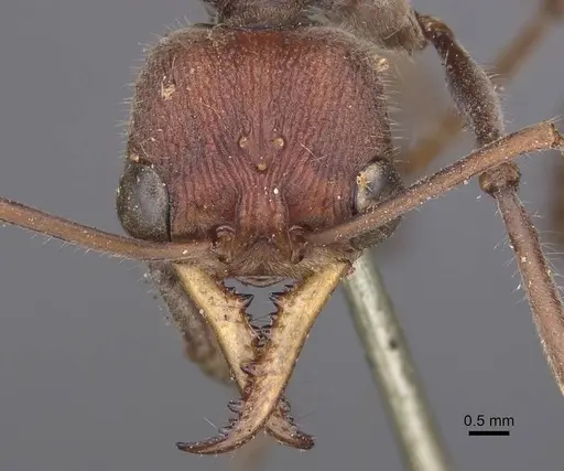 Myrmecia flavicoma specimen