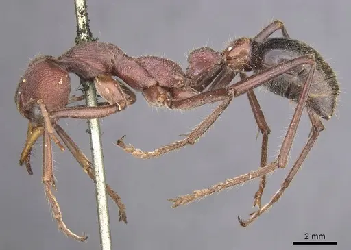 Myrmecia flavicoma specimen