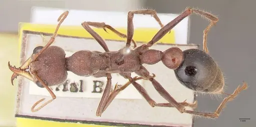 Myrmecia flavicoma - FOCOL0820