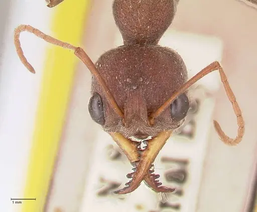 Myrmecia flavicoma - FOCOL0820