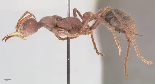 Myrmecia flavicoma - FOCOL0820