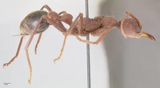 Myrmecia flavicoma - FOCOL0820