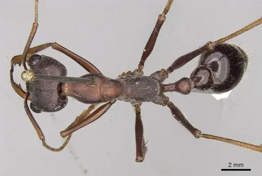 Myrmecia forceps specimen