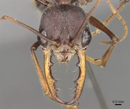 Myrmecia forceps specimen