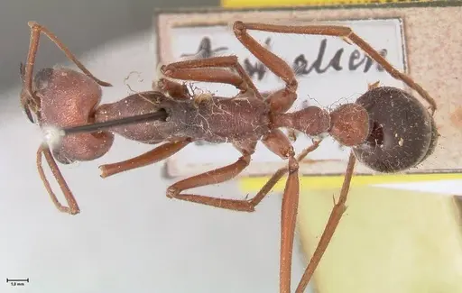 Myrmecia forceps - FOCOL0818