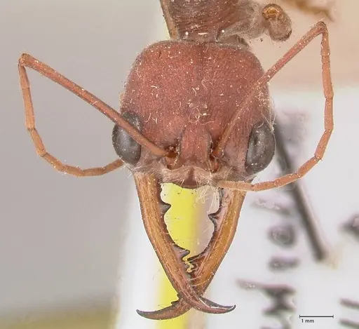 Myrmecia forceps - FOCOL0818