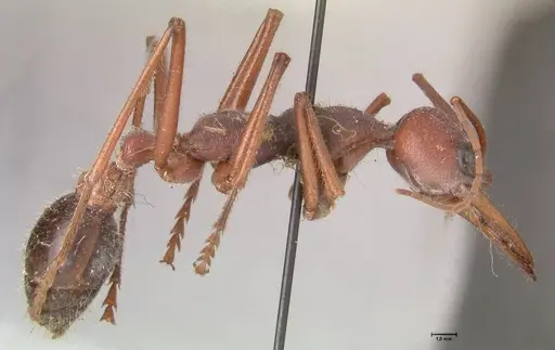 Myrmecia forceps - FOCOL0818