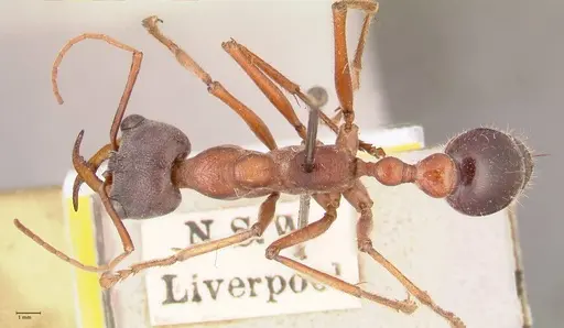 Myrmecia forceps - FOCOL0819