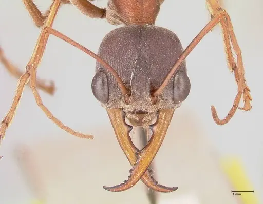 Myrmecia forceps - FOCOL0819