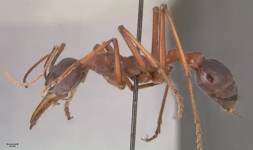 Myrmecia forceps - FOCOL0819