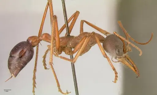 Myrmecia forceps - FOCOL0819