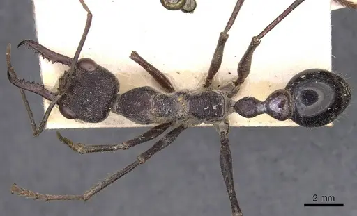 Myrmecia forficata specimen
