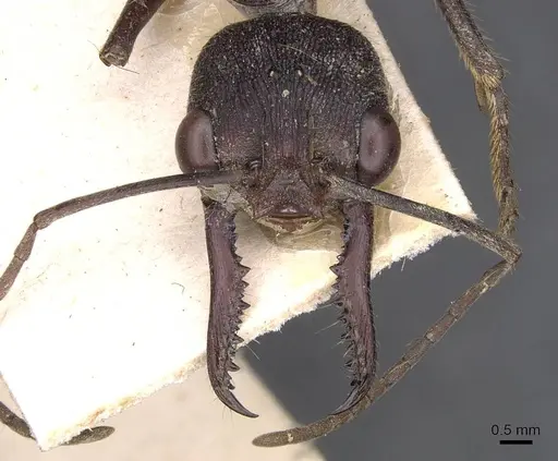 Myrmecia forficata specimen