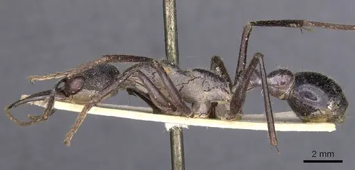 Myrmecia forficata specimen