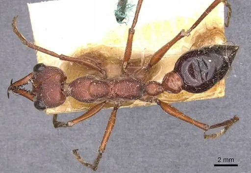 Myrmecia forficata - CASENT0907082