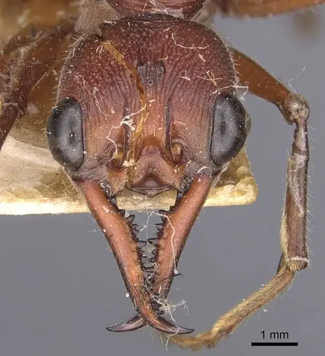 Myrmecia forficata - CASENT0907082