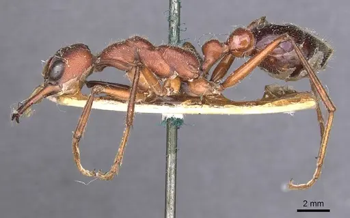 Myrmecia forficata - CASENT0907082