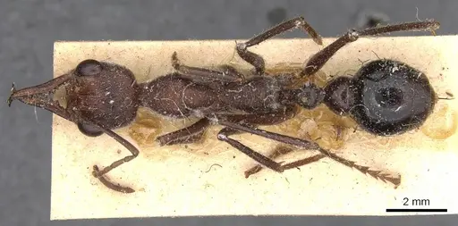 Myrmecia forficata - CASENT0907086