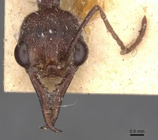 Myrmecia forficata - CASENT0907086