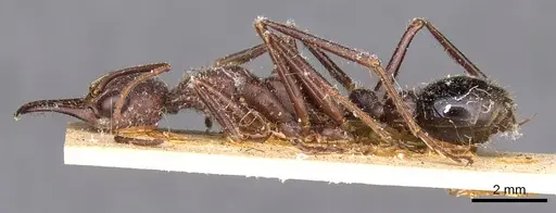 Myrmecia forficata - CASENT0907086