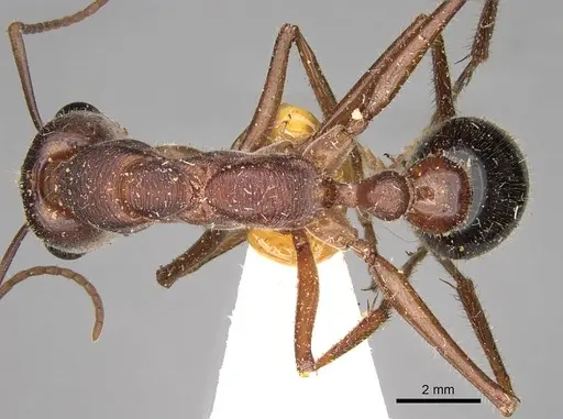 Myrmecia forficata - CASENT0914026