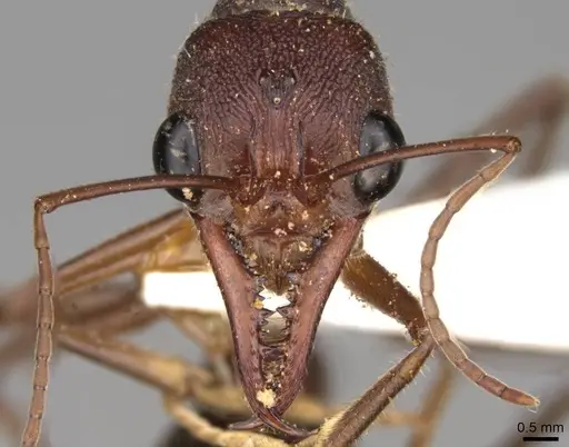 Myrmecia forficata - CASENT0914026