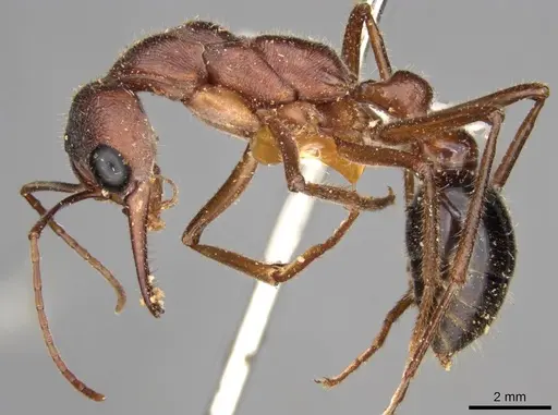 Myrmecia forficata - CASENT0914026