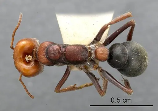 Myrmecia froggatti specimen