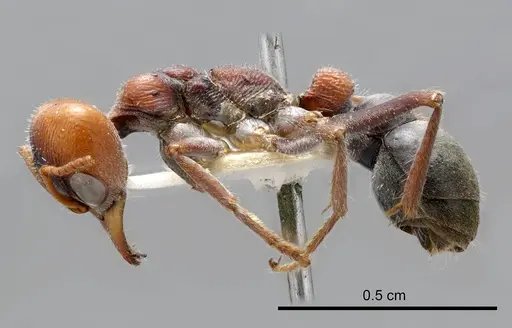 Myrmecia froggatti specimen