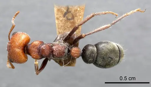 Myrmecia froggatti - ANTWEB1008285