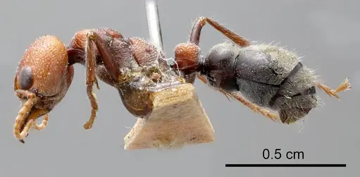Myrmecia froggatti - ANTWEB1008285