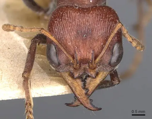 Myrmecia froggatti - CASENT0907074