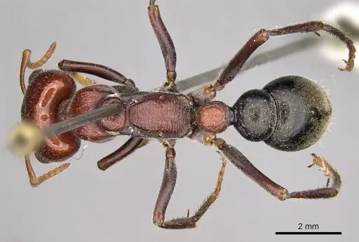 Myrmecia froggatti - CASENT0914031