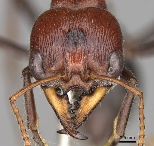 Myrmecia froggatti - CASENT0914031