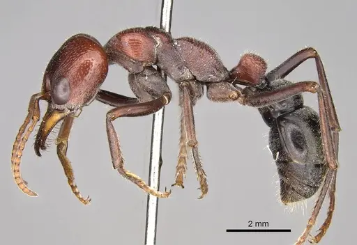 Myrmecia froggatti - CASENT0914031