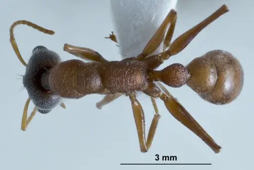 Myrmecia fucosa specimen