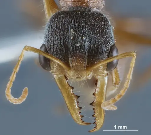 Myrmecia fucosa specimen
