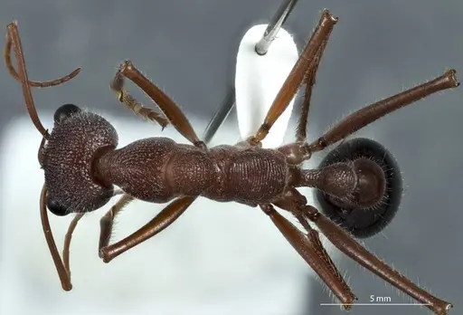 Myrmecia fulgida specimen