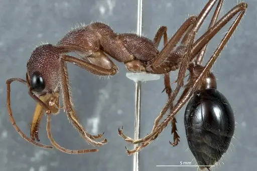 Myrmecia fulgida specimen