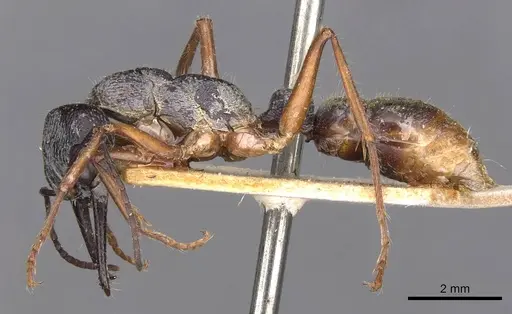 Myrmecia fulviculis specimen
