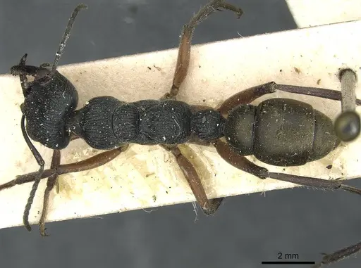 Myrmecia fulvipes specimen