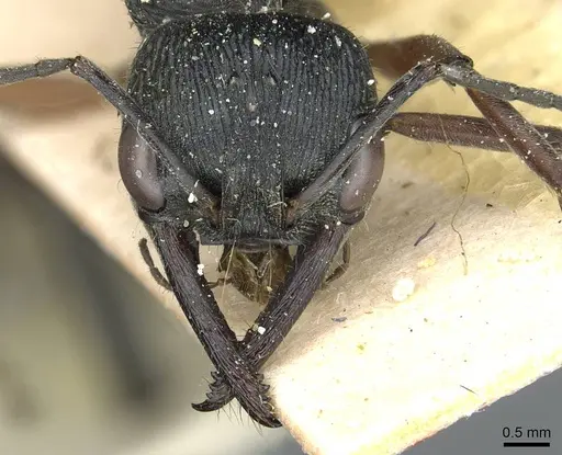Myrmecia fulvipes specimen