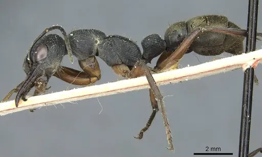 Myrmecia fulvipes specimen