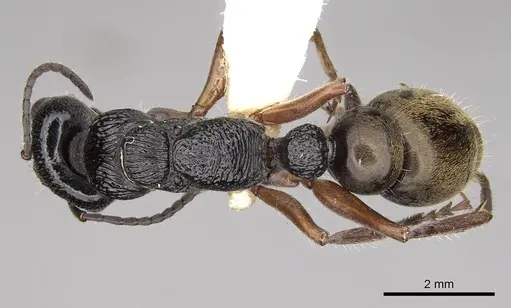 Myrmecia fulvipes - CASENT0914033